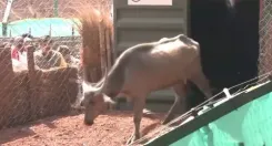 कान्हा टाइगर रिजर्व में 100 साल बाद लौटे जंगली भैंसे, सीएम मोहन यादव ने कहा — पारिस्थितिकी तंत्र के लिए अद्भुत अवसर