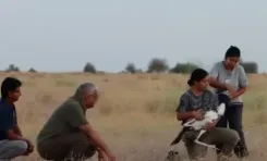 ग्रेट इंडियन बस्टर्ड संरक्षण में ऐतिहासिक कदम: जैसलमेर में दो GIB जंगल में छोड़े, भूपेंद्र यादव ने की वैज्ञानिकों की सराहना