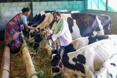 केसीसी से डेयरी किसानों को बड़ा बल: 5 साल में लाभार्थी 15 लाख से बढ़कर 50 लाख, दूध उत्पादन माँग से आगे