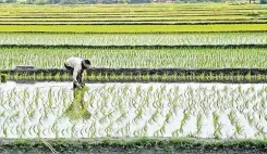 पीएम-आशा योजना: किसानों को MSP पर ₹814 से ₹2,293 प्रति क्विंटल अतिरिक्त लाभ, बजट बढ़कर ₹7,200 करोड़