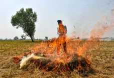 पंजाब में पराली जलाने की 717 घटनाएं, तरनतारन में सर्वाधिक 318 मामले; 24 एफआईआर दर्ज