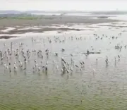 चेन्नई : समानाथम टैंक को रामसर साइट बनाने पर विचार, मिल सकती है बेहतर कानूनी सुरक्षा और प्रबंधन
