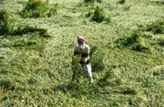 शिवराज चौहान ने बेमौसमी बारिश और ओलावृष्टि से फसल नुकसान का लिया जायजा