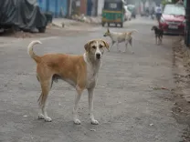 महाराष्ट्र में 14.8 लाख आवारा कुत्तों पर लगाम: नसबंदी-टीकाकरण अभियान तेज, 5 शहरों में ABC विभाग