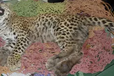 कूनो नेशनल पार्क में चीते को गोली मारने के मामले में STF गठित, 5 छर्रे बरामद