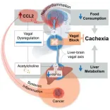 कैंसर मरीजों का तेजी से क्यों घटता है वजन, शोध में सामने आई वजह 