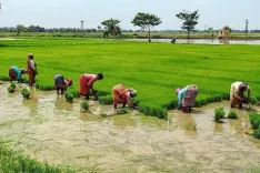 तमिलनाडु में खरीफ धान का रकबा 28% गिरा, रबी मौसम से 125 लाख मीट्रिक टन लक्ष्य की उम्मीद
