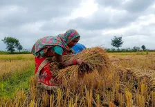 चक्रवात 'अर्नब' का राजस्थान पर असर: जयपुर समेत 5 जिलों में बारिश, तापमान 3°C तक गिरा