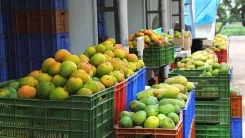 तमिलनाडु: धर्मपुरी-कृष्णागिरी में आम औद्योगिक कॉरिडोर, 'वेत्री तमिलगम विजन' के तहत 5 प्रसंस्करण पार्क प्रस्तावित