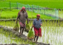 कावेरी डेल्टा में कुरुवई धान संकट: घटता भूजल, बढ़ता खारापन और मेट्टूर बांध से पानी का इंतज़ार