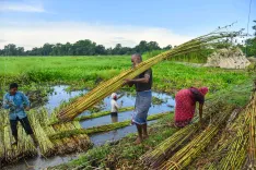 केंद्र सरकार ने कच्चे जूट के एमएसपी में 275 रुपए की वृद्धि की घोषणा की