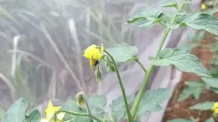 Honey from native stingless bee may help tackle antibiotic resistance