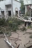हावड़ा नगर निगम में पेड़ गिरने से दो कर्मचारियों की मौत, प्रशासन पर लापरवाही का आरोप