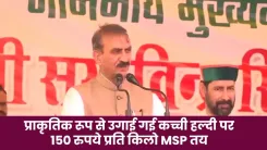 HP CM Office: Govt buying raw turmeric at Rs 150/kg from farmers