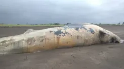 Huge increase in whale strandings along India's southwest coast: CMFRI