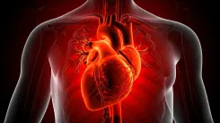 Can the Human Heart Regenerate Muscle Cells After a Heart Attack?