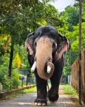 Pallatt Brahmadathan, Kerala's beloved tusker, mourned by hundreds in Kottayam