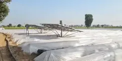 How Are Modern Horticulture Techniques Transforming Farmers' Yields in Haryana's Nuh?