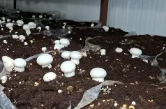 How Are Farmers in J&K’s Udhampur Benefiting from Mushroom Cultivation?