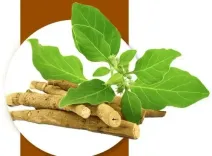 क्या अश्वगंधा का सेवन करना चाहिए? जानें इसके नुकसान और सावधानियाँ