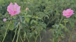Is Rose Cultivation Transforming Farmers' Income in UP's Kannauj?