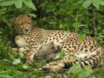 Kuno cheetah cubs: India-born female delivers 4, population hits 56