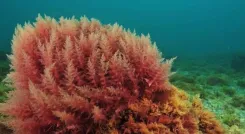 Can India Harness Algae for Rare Earth Extraction?