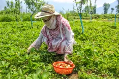 India's NMSA covers 109 lakh hectares, 25.79 crore Soil Health Cards issued since 2015