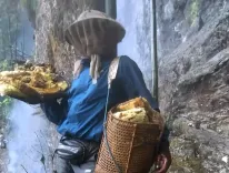 Has India Really Doubled Its Honey Production to 1.5 Lakh Metric Tonnes?