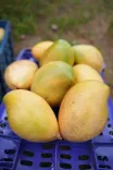 India ships Neelam, Totapuri mangoes to Maldives for first time