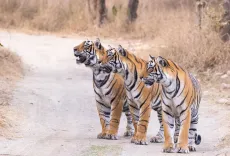 India home to 70% of world's tigers, says PM Modi on Global Tiger Day