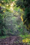 Did India Achieve the 9th Global Rank in Forest Area?