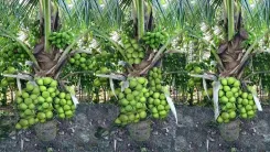 India leads global coconut output with 31.24% share, eyes $2 trillion exports by 2030