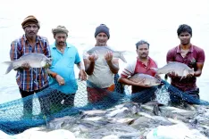 India 2nd-largest fish producer, holds 8% of global output