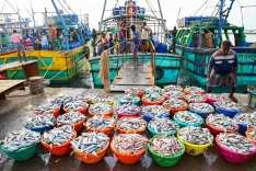 How has India's fish production increased by 38% under PMMSY?
