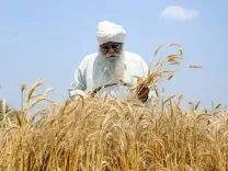 India's record 121 MMT wheat harvest unlocks $1.5 bn export window