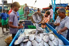 How Much Did India's Seafood Exports Rise in April-October?