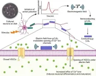 Could INST Researchers Have Found a Non-Invasive Way to Stimulate Brain Cells?