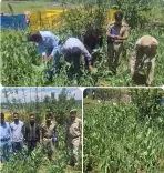 बारामूला पुलिस की बड़ी कार्रवाई: तंगमर्ग में अवैध अफीम की खेती नष्ट, NDPS के तहत FIR दर्ज