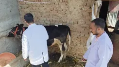 डोडा में लंपी स्किन डिजीज के 300 से अधिक मामले, पशुपालन विभाग का घर-घर टीकाकरण अभियान जारी