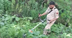 बारामूला में 'नशा मुक्त जम्मू-कश्मीर' अभियान: पुलिस ने सोचीपोरा और क्रेरी में जंगली भांग की खेती नष्ट की