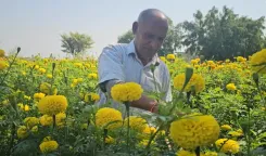 क्या जम्मू-कश्मीर के किसान आधुनिक तकनीकों को अपनाकर मोटी कमाई कर रहे हैं?