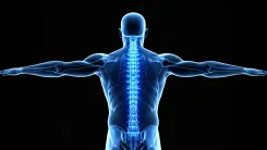 Can Japanese Researchers Regenerate Bone Using Stem Cells?