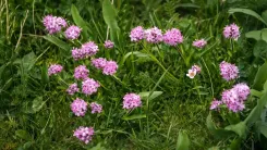 क्या जटामांसी बालों का झड़ना रोकने और ग्रोथ बढ़ाने में मदद करती है?