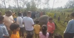 Jharkhand elephant found dead with tusks missing, poaching suspected in West Singhbhum