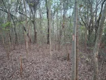 Jharkhand HC slams delay in illegal tree felling probe, 4 years on