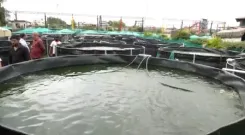 झारखंड में 'प्रधानमंत्री मत्स्य संपदा योजना' ने पाई व्यापक सफलता 