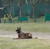 क्या झारखंड के सारंडा जंगल में नक्सलियों के आईईडी ब्लास्ट में कोबरा का स्निफर डॉग शहीद हुआ?