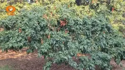 Jitendra Singh Highlights Kathua's Litchi Boom