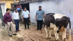 Lumpy Skin Disease in J&K: Central team inspects affected villages, collects samples